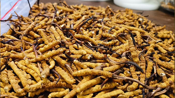 冬蟲夏草的潛在副作用:滋補背后的健康風(fēng)險