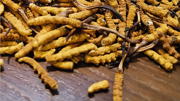 天然<a href=http://m.dongtai1982.com/jiage/ target=_blank class=infotextkey>冬蟲夏草多少錢</a>一克？