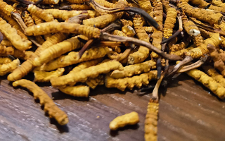 天然冬蟲夏草多少錢一克？