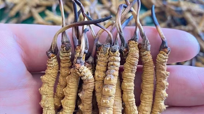 冬蟲夏草與女性健康：那些專屬的滋養好處