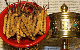 冬蟲夏草的功效解析：傳統珍寶的現代價值