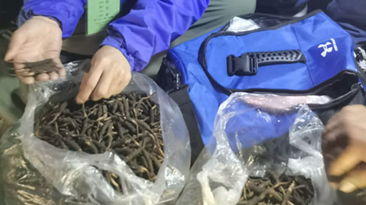 <a href=http://m.dongtai1982.com/xinxian/ target=_blank class=infotextkey>新<a href=http://m.dongtai1982.com/xinxian/ target=_blank class=infotextkey>鮮冬蟲夏草</a></a>的正確食用指南