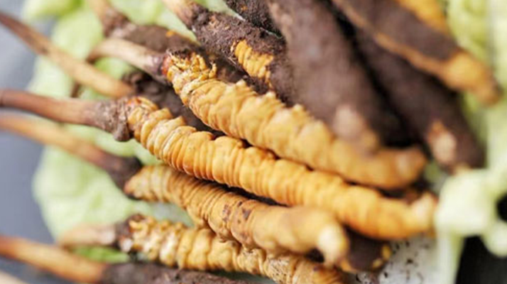 冬蟲夏草的功效解析:從傳統智慧到現代科學的雙重印證