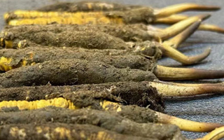 冬蟲夏草價格探秘：多因素交織下的市場行情