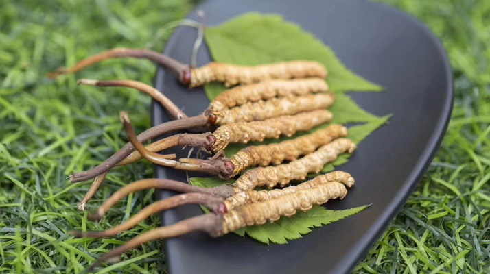 新鮮松茸冬蟲夏草怎么吃?滋補雙珍的美味搭配指南