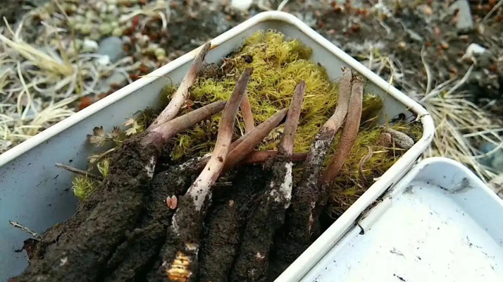 冬蟲夏草怎么辨別養殖的?掌握 5 大鑒別要點