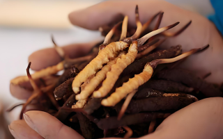 小孩可以喝冬蟲夏草嗎？科學看待兒童滋補問題