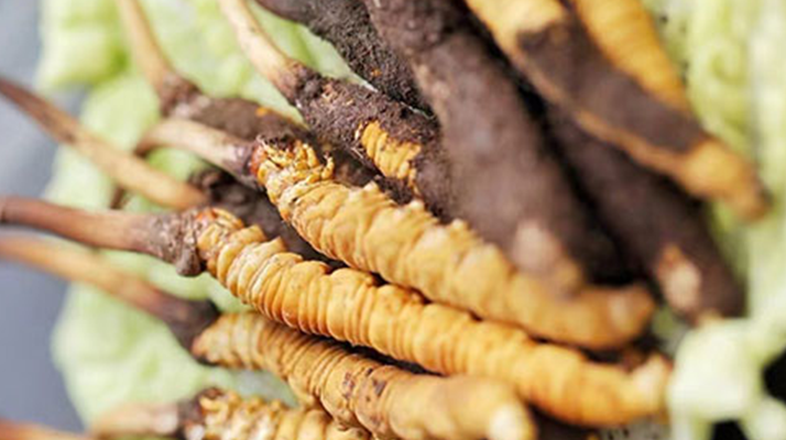 鮮享蟲草:家常烹飪中的滋補秘訣