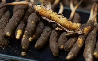 冬蟲夏草適合哪些人群？精準(zhǔn)滋補指南