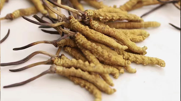 給老人送冬蟲夏草選什么好？貼心滋補禮指南