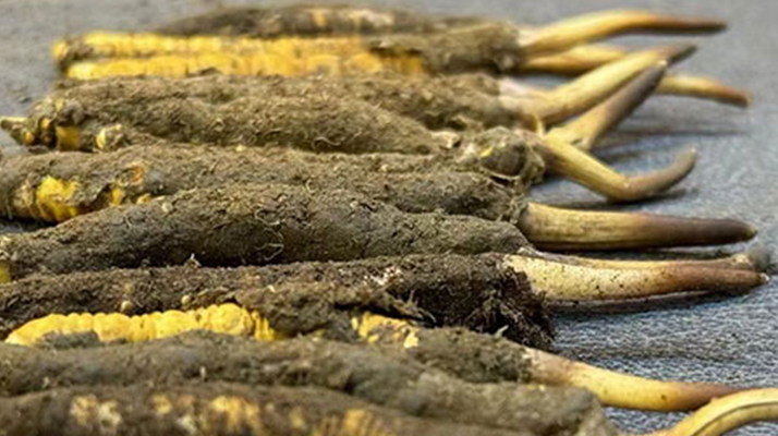 一根鮮<a href=http://m.dongtai1982.com/jiage/ target=_blank class=infotextkey>冬蟲夏草多少錢</a>？影響價格的核心因素解析