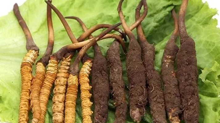 真空鎖鮮:<a href=http://m.dongtai1982.com/xinxian/ target=_blank class=infotextkey>新<a href=http://m.dongtai1982.com/xinxian/ target=_blank class=infotextkey>鮮冬蟲夏草</a></a>的科學保存方法