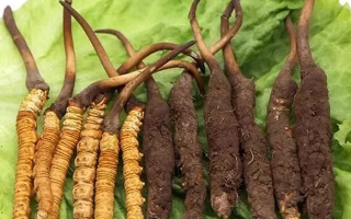 真空鎖鮮：新鮮冬蟲夏草的科學保存方法