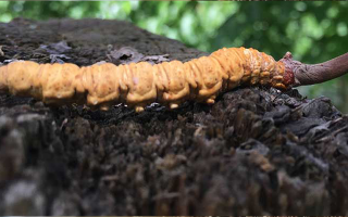 冬蟲夏草泡酒時長指南：靜待藥效沉淀的科學