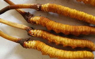 冬蟲夏草燉鮮鮑排骨湯：秋冬滋補的養生佳品