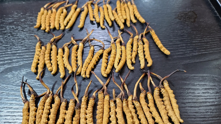 冬蟲夏草:價值光環下的真相與爭議