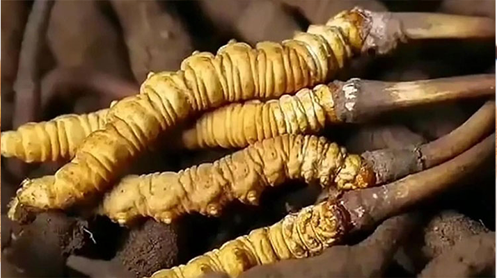 冬蟲夏草:自然饋贈(zèng)的生命奇觀