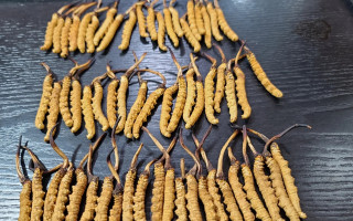 冬蟲夏草：價值光環下的真相與爭議