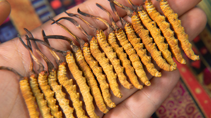 西洋參、陳皮與冬蟲夏草:三味協同的養生智慧