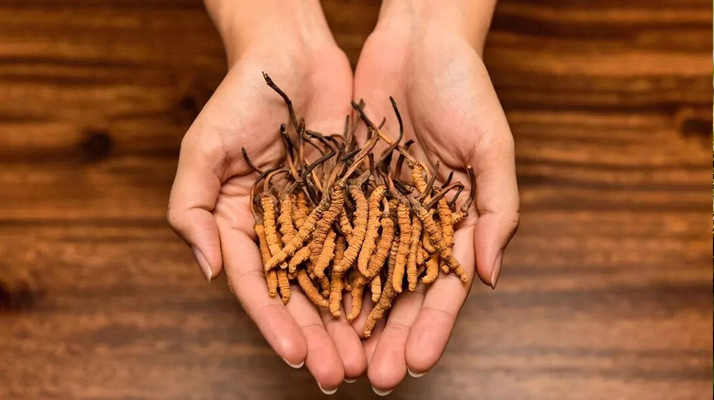 冬蟲夏草:獨(dú)特的蟲菌復(fù)合體品種