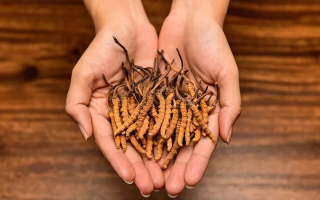 冬蟲夏草：獨(dú)特的蟲菌復(fù)合體品種