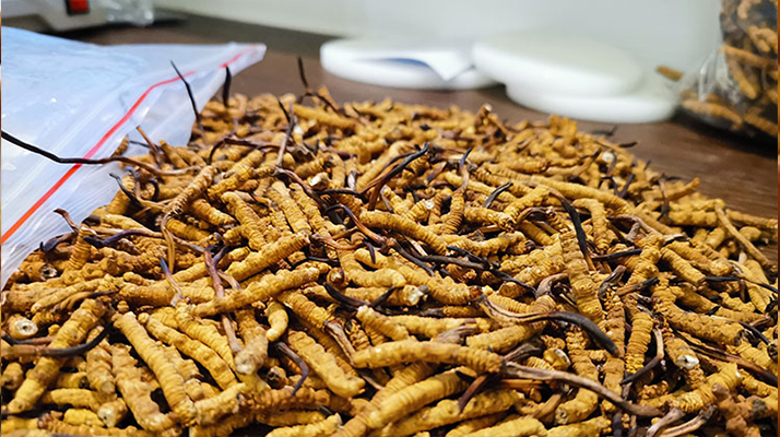 普通冬蟲夏草多少錢一斤？價格背后的品質密碼