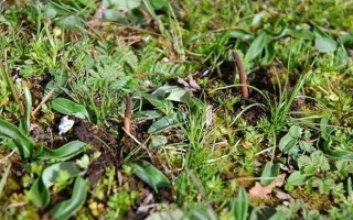 冬蟲夏草泡酒用鮮草：傳統藥酒的新選擇