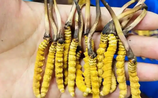 冬蟲夏草吃鮮的還是干的？一場關(guān)于自然饋贈(zèng)的現(xiàn)代抉擇