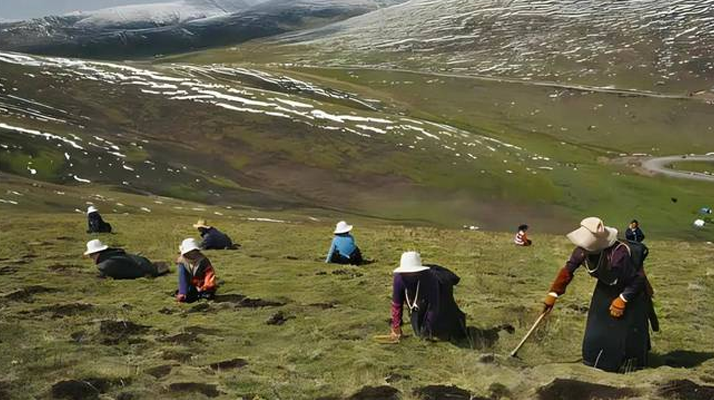 西藏鮮冬蟲夏草<a href=http://m.dongtai1982.com/ target=_blank class=infotextkey><a href=http://m.dongtai1982.com/s/nqcc/ target=_blank class=infotextkey>那曲蟲草</a></a>