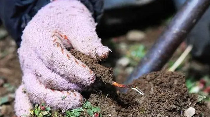 冬蟲夏草幾月采摘最好