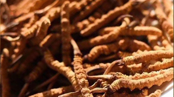 野生<a href=http://m.dongtai1982.com/jiage/ target=_blank class=infotextkey>冬蟲夏草多少錢</a>一克