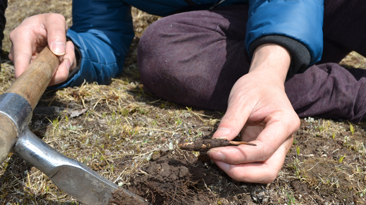 怎樣鑒別<a href=http://m.dongtai1982.com/tag/6.html target=_blank class=infotextkey>冬蟲夏草的產地</a>