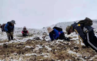 西藏冬蟲夏草如何采摘