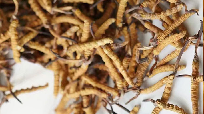 天然<a href=http://m.dongtai1982.com/jiage/ target=_blank class=infotextkey>冬蟲夏草多少錢</a>一克