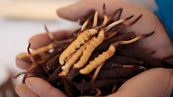 鮮冬蟲夏草保質期多少天