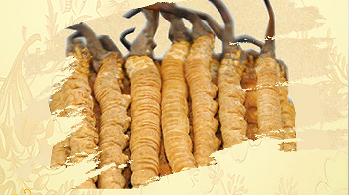 <a href=http://m.dongtai1982.com/ target=_blank class=infotextkey>冬蟲(chóng)夏草</a>夏天如何保存