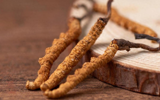 國外冬蟲夏草產地有哪些