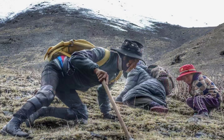 最好的冬蟲夏草采挖季節