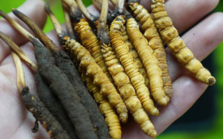 2025年那曲蟲草拍賣最高價創新高,55萬元紀錄誕生巴青縣第五屆采集活動