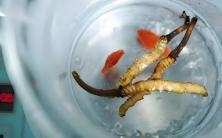 冬蟲夏草一天長多少株正常？揭開“靈芝之王”的成長秘密