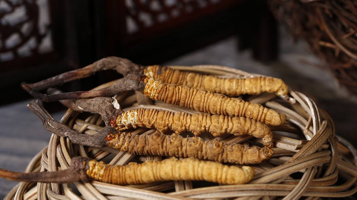 新鮮<a href=http://m.dongtai1982.com/jiage/ target=_blank class=infotextkey>冬蟲夏草的價格</a>一根