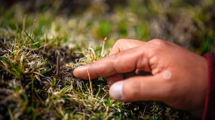 冬蟲夏草怎么找?自然采挖與市場獲取全指南