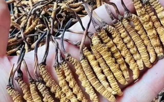 冬蟲夏草的成分解析：揭秘其滋補價值的物質基礎