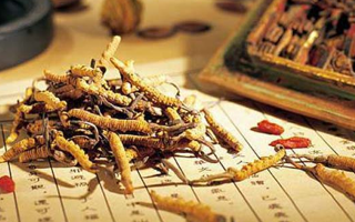 老人可以喝冬蟲夏草湯嗎？科學分析與飲用指南