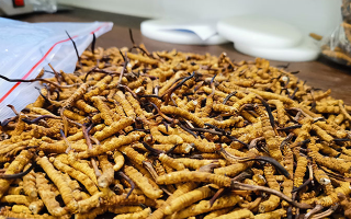 冬蟲夏草的作用與功效：傳統智慧與現代科學的雙重解讀