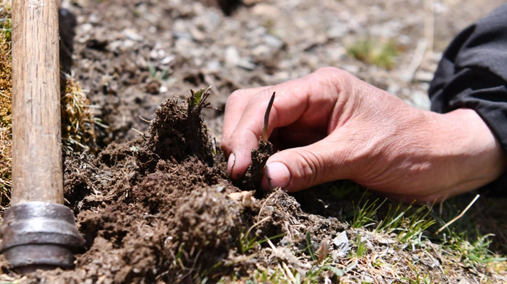 冬蟲夏草采摘全紀(jì)實:一場海拔4500米的生命接力