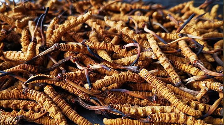 國(guó)際市場(chǎng)冬蟲夏草行情分析:從東方瑰寶到全球健康投資的戰(zhàn)略商品