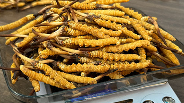 冬蟲夏草小孩可以服用嗎？科學判斷與服用指南