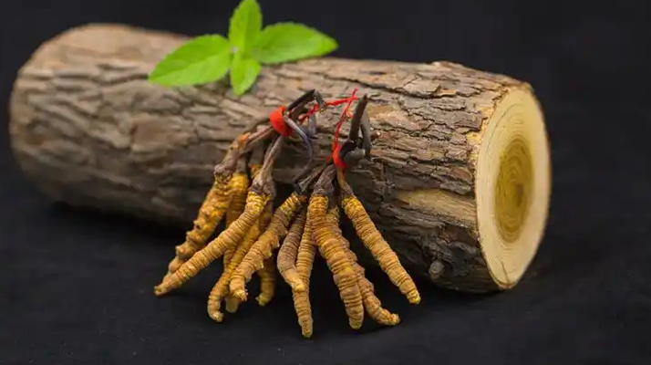 冬蟲夏草一開始長什么樣?從幼蟲到蟲草雛形的生長歷程