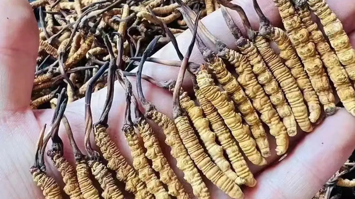 冬蟲夏草燉豬肚:滋補暖身的傳統藥膳做法詳解